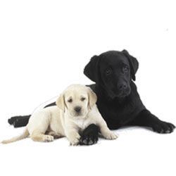 Zedem - Mediastore Tapis de Souris Chiens