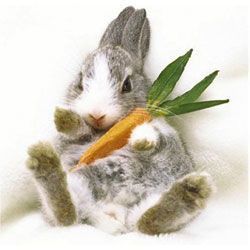 Zedem - Mediastore Tapis de Souris Lapin